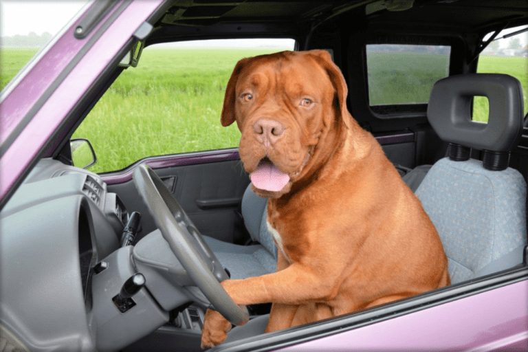 Převoz psa v autě. Co potřebujete vědět?